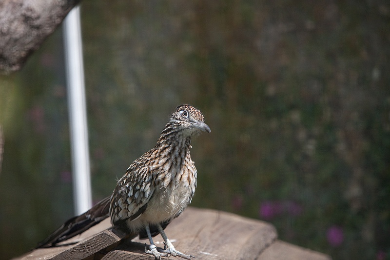 IMG_2276.jpg - Coureur de Californie (Geococcyx californianus )