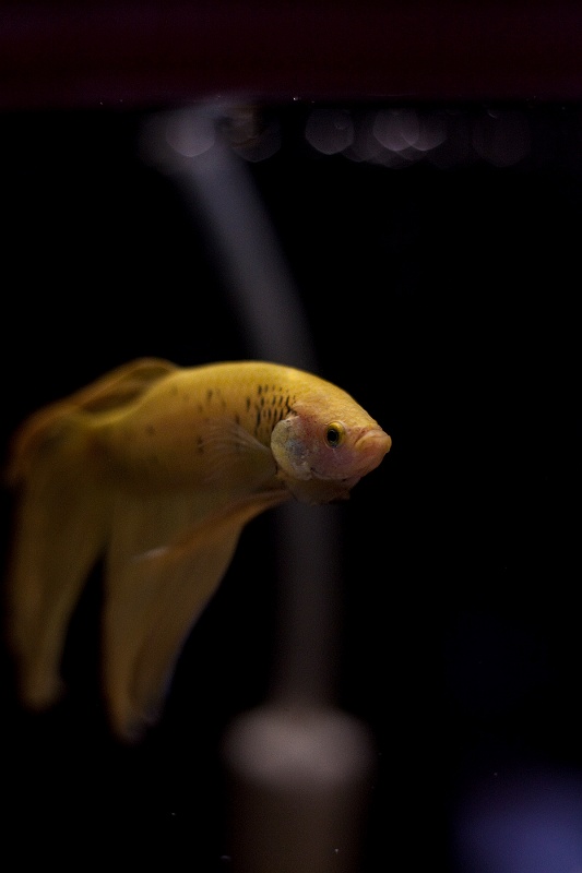 IMG_2405.jpg - Combattant Betta splendens