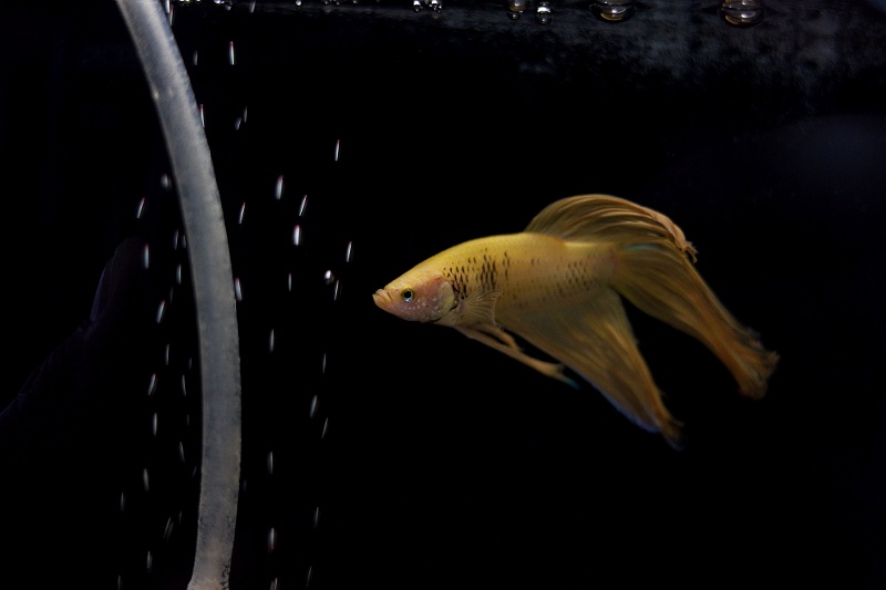 IMG_2412.jpg - Combattant Betta splendens