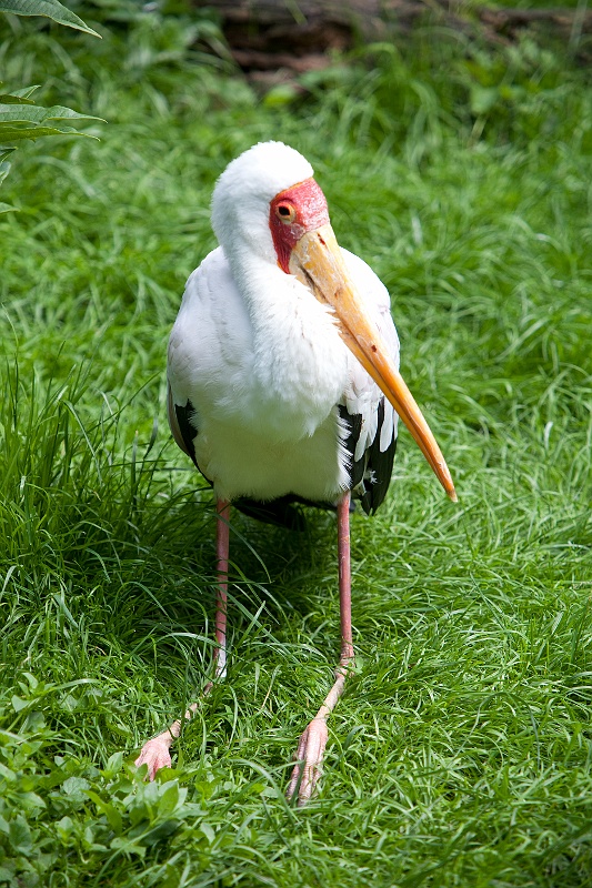 IMG_5540.jpg - Tantale ibis (Mycteria ibis).
