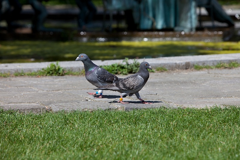 IMG_6154.jpg - Pigeons