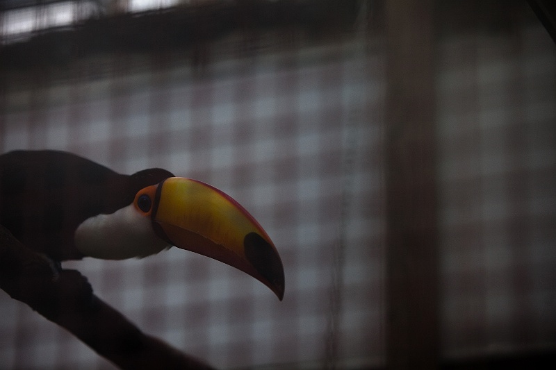 IMG_6265.jpg - Toucan Toco photo volée, car il est caché dans l'oasis