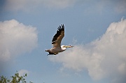 IMG_2996