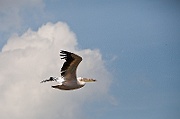 IMG_2997