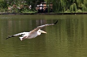 IMG_3229