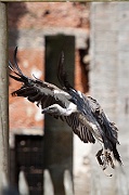 IMG_5462
