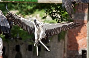 IMG_5475