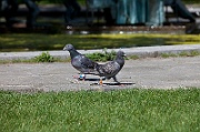 IMG_6154