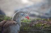 IMG_6221