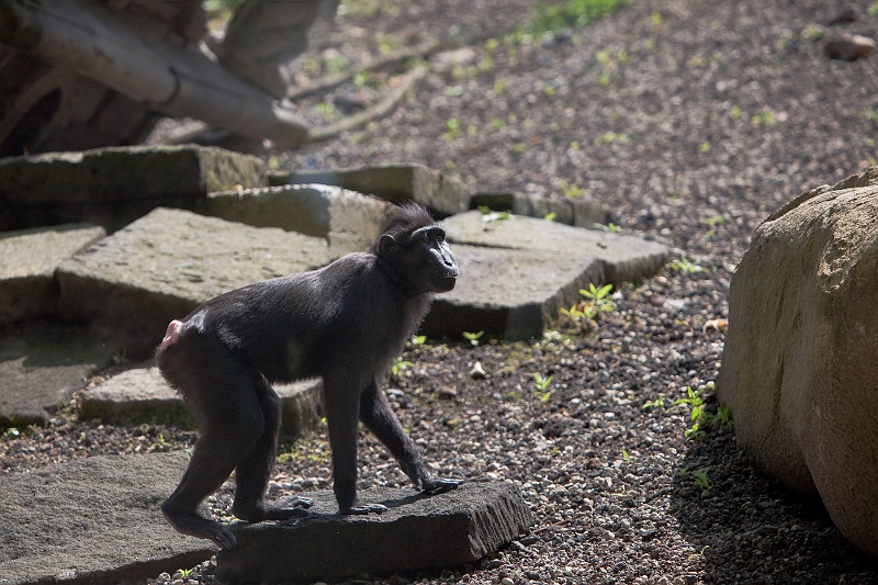 IMG_2966.jpg - Macaque à crète