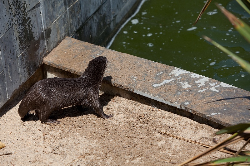 IMG_5786.jpg - Loutre Asiatique