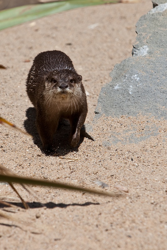 IMG_5817.jpg - Loutre Asiatique