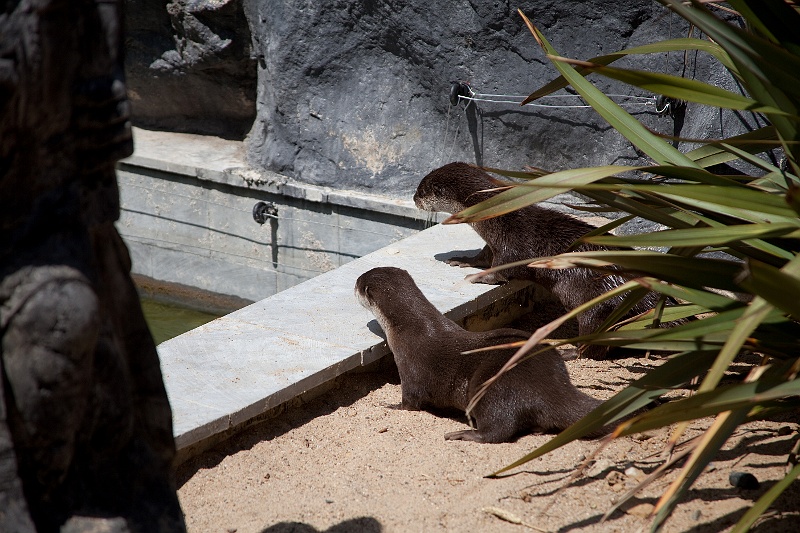 IMG_5828.jpg - Loutre Asiatique