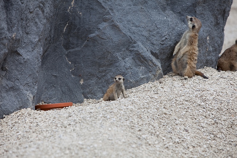 IMG_5836.jpg - Suricates