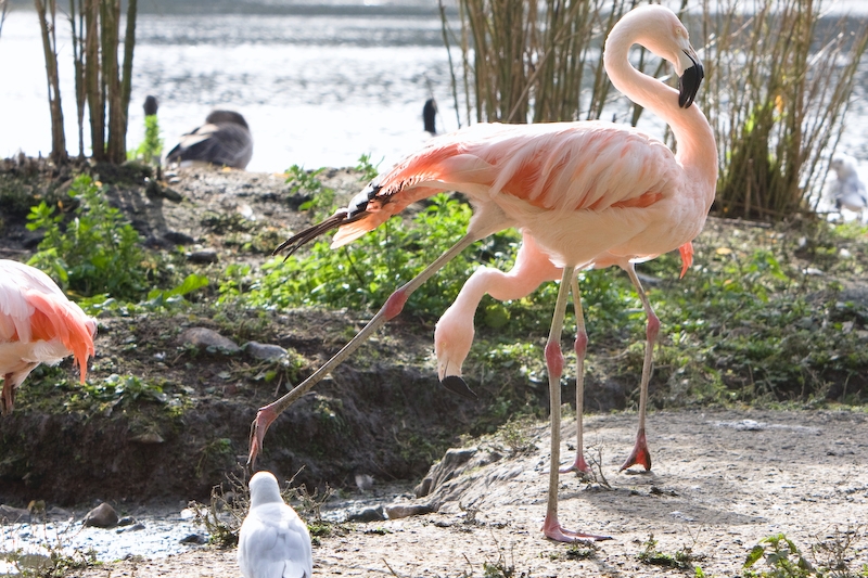 IMG_2350.jpg - rester sur une patte c'est bien, mais ensuite on est un peu engourdi !