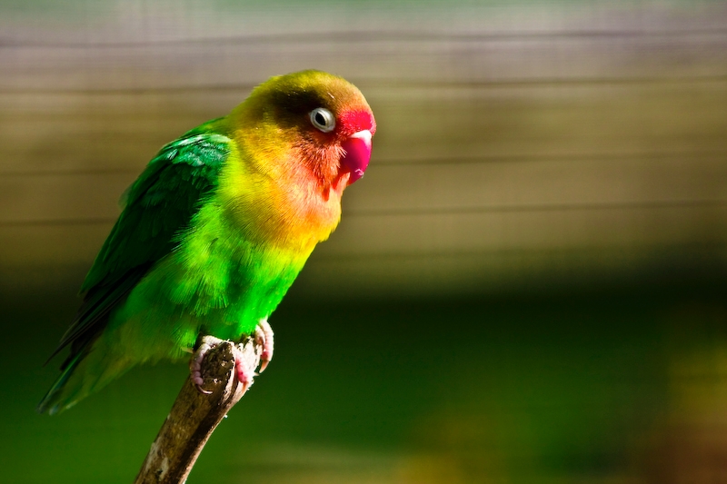 IMG_2455.jpg - oui ils sont coloré, c'est agréable