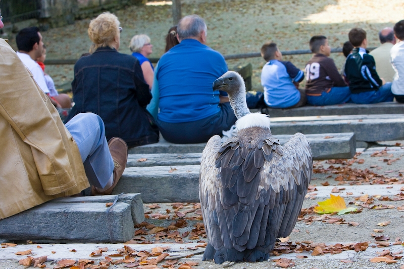 IMG_2656.jpg - u nspectateur du spectacle de rapaces, comme si les vautours n'en faisaient pas partie :)