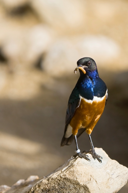 IMG_2728.jpg - à vu de nez ça ne mange pas du pain :)