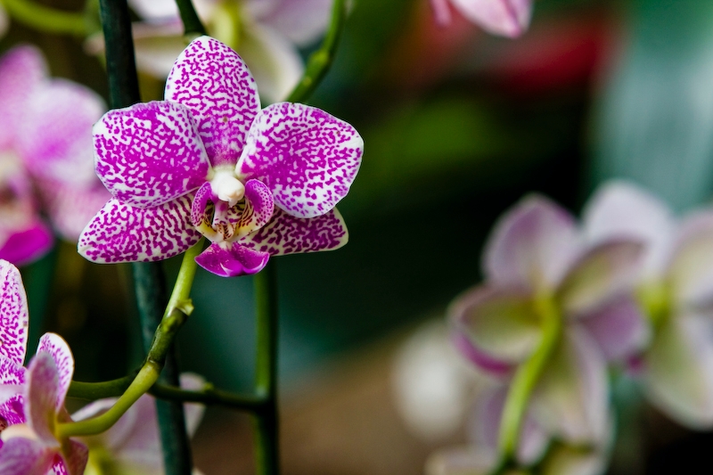 IMG_2779.jpg - zone tropicale