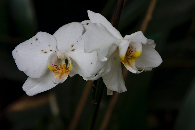 IMG_2783.jpg - zone tropicale