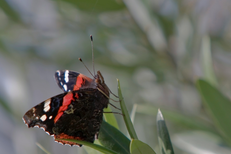 IMG_2827.jpg - il reste encore occasionellement des papillons, ici dans le jardin chinois !