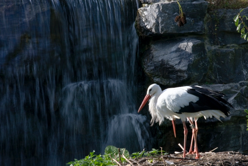 IMG_2879.jpg - dans le monde chinois, lenteur de prise pour avoir un fond continue, merci à la cigogne de ne pas avoir bougé :)
