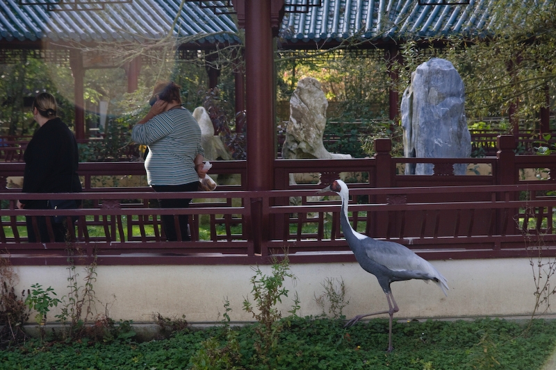 IMG_2908.jpg - la grue etait très intéressée par le sac de la dame :)