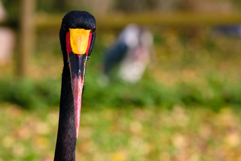 IMG_3051.jpg - un zoizeau qui a accepté de relever un peu la tête