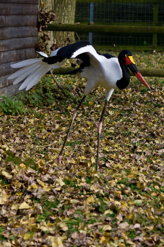 IMG_3099.jpg - un peu sombre peut etre