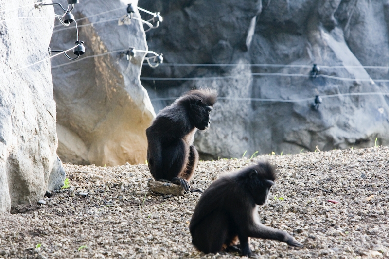 IMG_3163.jpg - macaques à crète les premier que je vois à paradisio et les premiers hôtes du monde indien