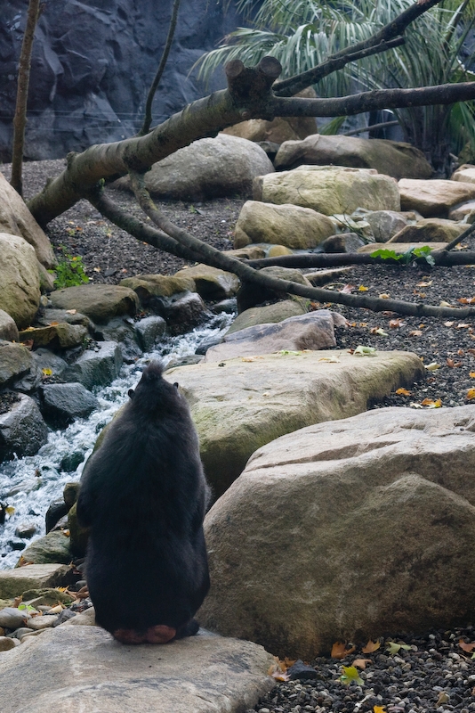 IMG_3285.jpg - l'enclose est grand ! et semble sympa