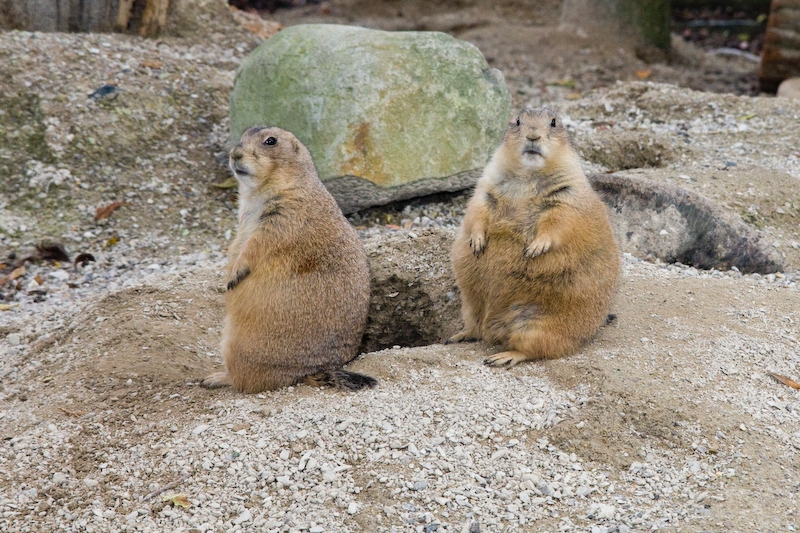IMG_3350.jpg - les mignons chiens de prairie