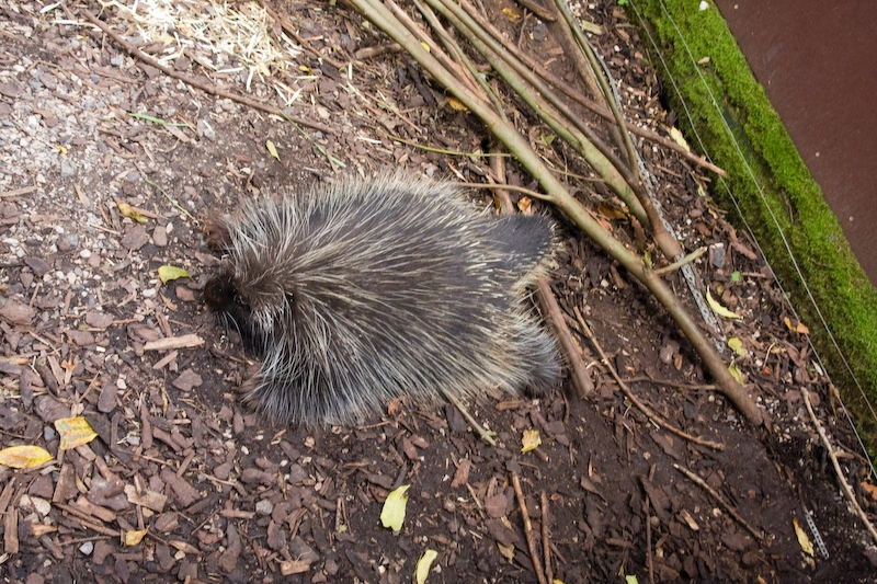 IMG_3353.jpg - complètement aplati