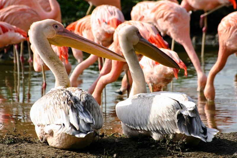 IMG_3568.jpg - photo de ma copine ! je n'ai pas réussi à les voir comme cela, je trouve la photo très bien