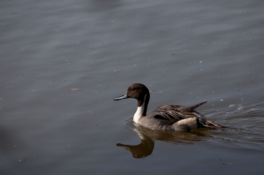 IMG_1295.jpg - canard Pilet