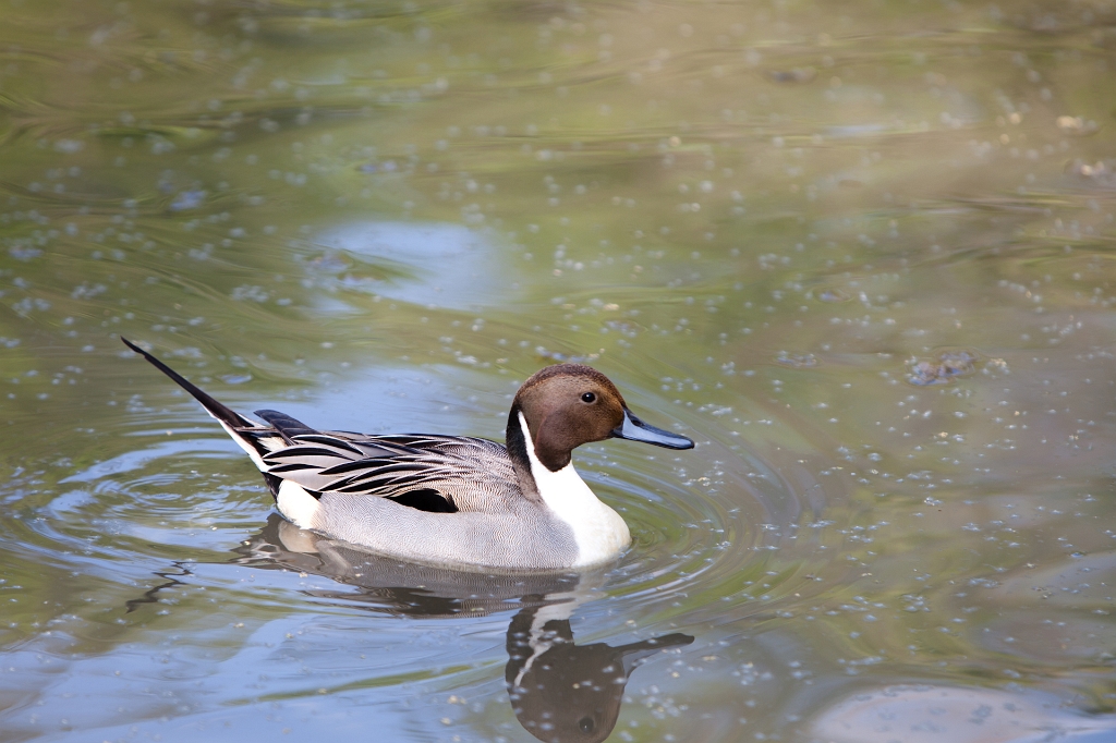 IMG_1989.jpg - canard Pilet