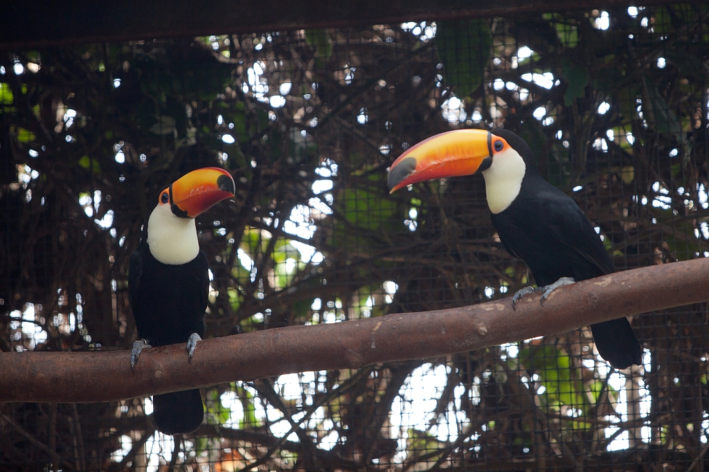 IMG_2032.jpg - ha ! les toucans dans les serres tropicales, fin de l'isolement pour l'un d'eux :)  il y avait un calao si je ne m'abuse à cette place.