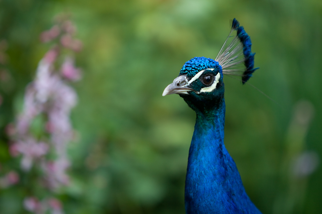IMG_0332.jpg - paons bleus (Pavo cristatus)