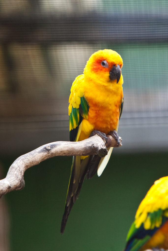 IMG_0441.jpg - Conures soleil 