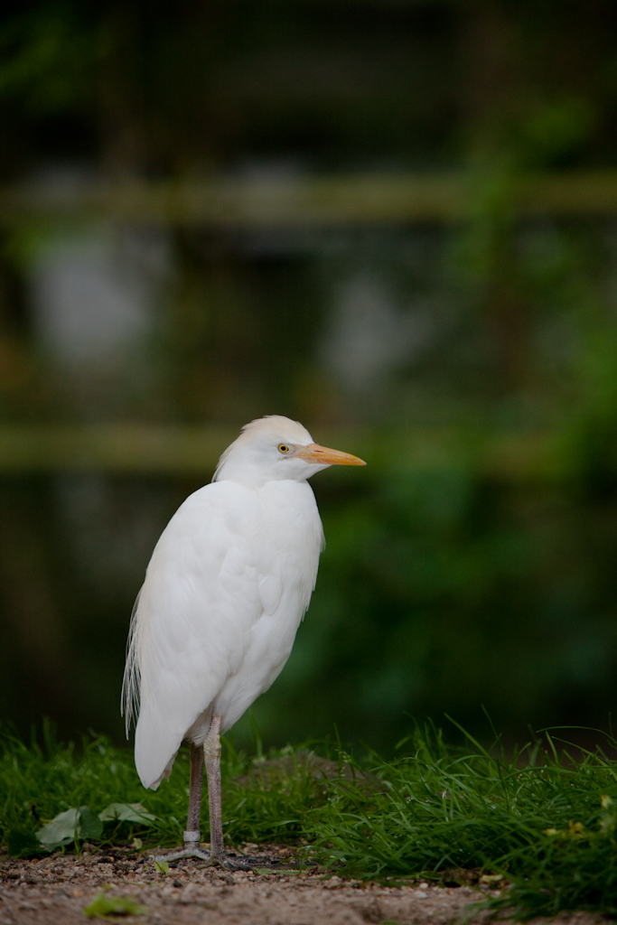 IMG_0502.jpg - Héron garde-bœuf (Bubulcus ibis ibis).