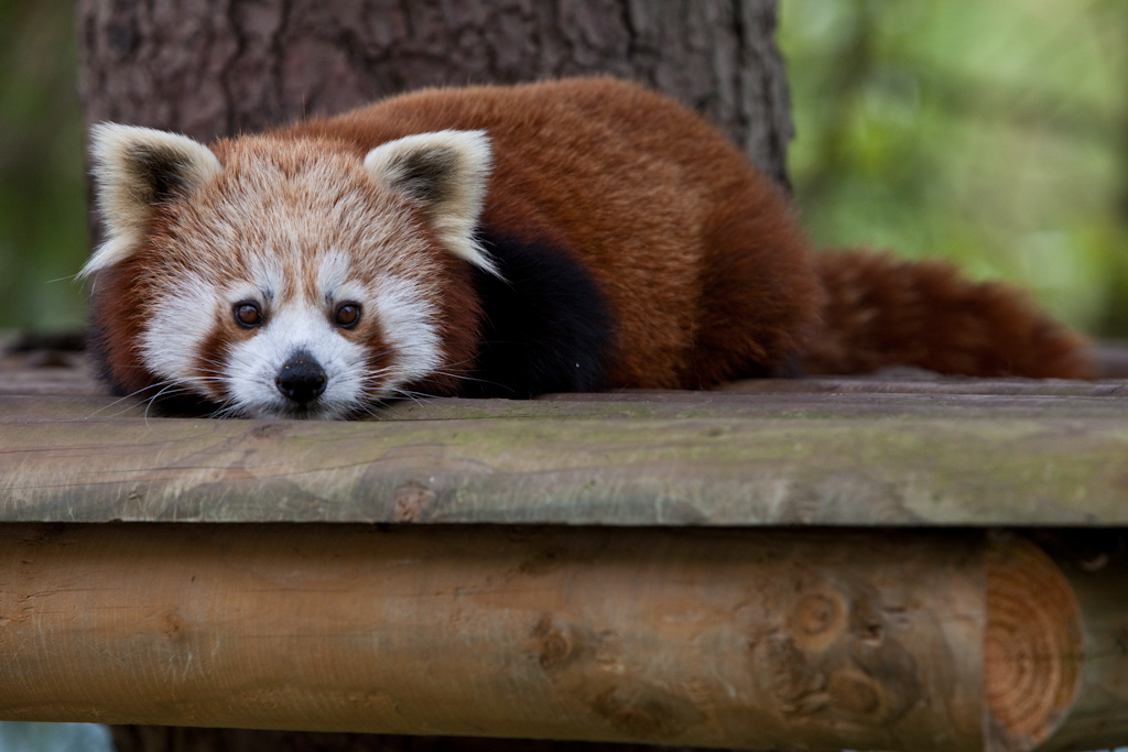 IMG_0668.jpg - Petits pandas (Ailurus fulgens).