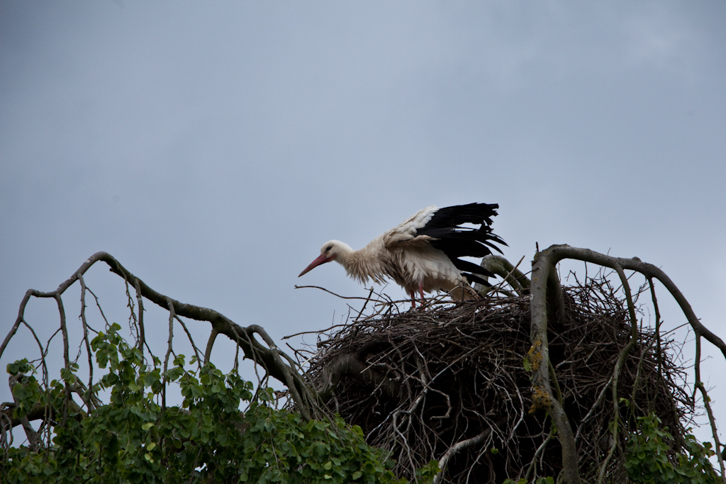 IMG_0698.jpg - Cigogne en liberté dans le parc