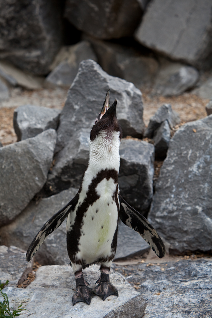 IMG_0721.jpg - manchot du Cap (Spheniscus demersus)