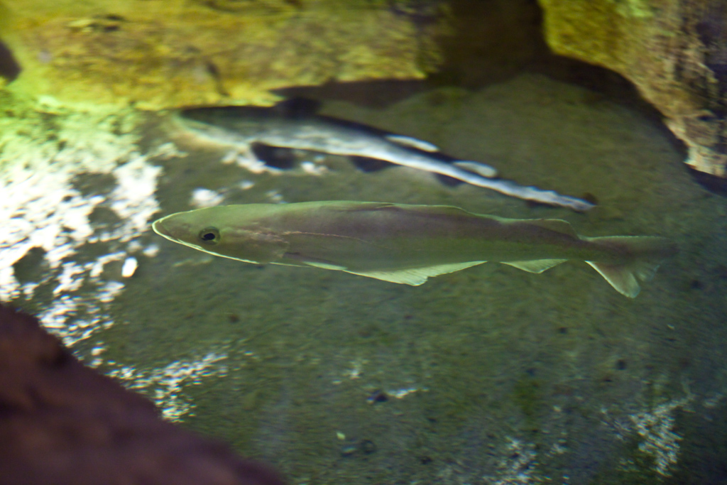 IMG_0801.jpg - lieu jaune