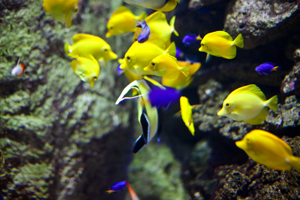 IMG_0865.jpg - Chirurgien jaune (Zebrasoma flavescens)