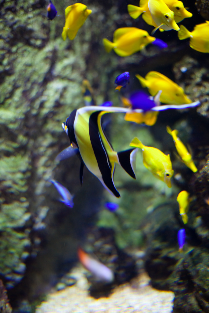IMG_0866.jpg - Chirurgien jaune (Zebrasoma flavescens) + Idole mauresque (Zanclus cornutus).