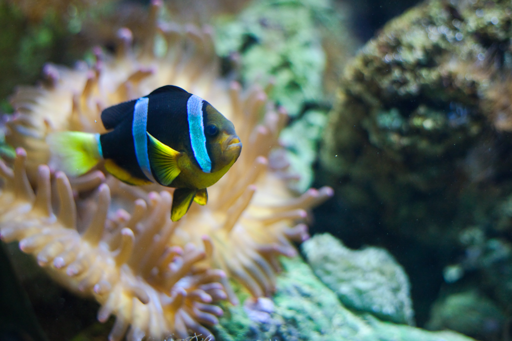 IMG_0904.jpg - Poisson clown à queue jaune (Amphiprion sebae).