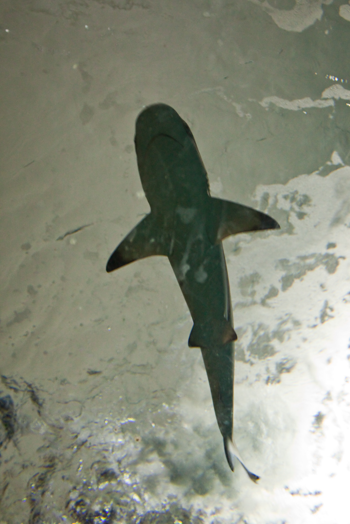 IMG_0931.jpg - requin sur nos têtes (j'ignore si c'est à pointe blanche ou noire je le vois de dessous)