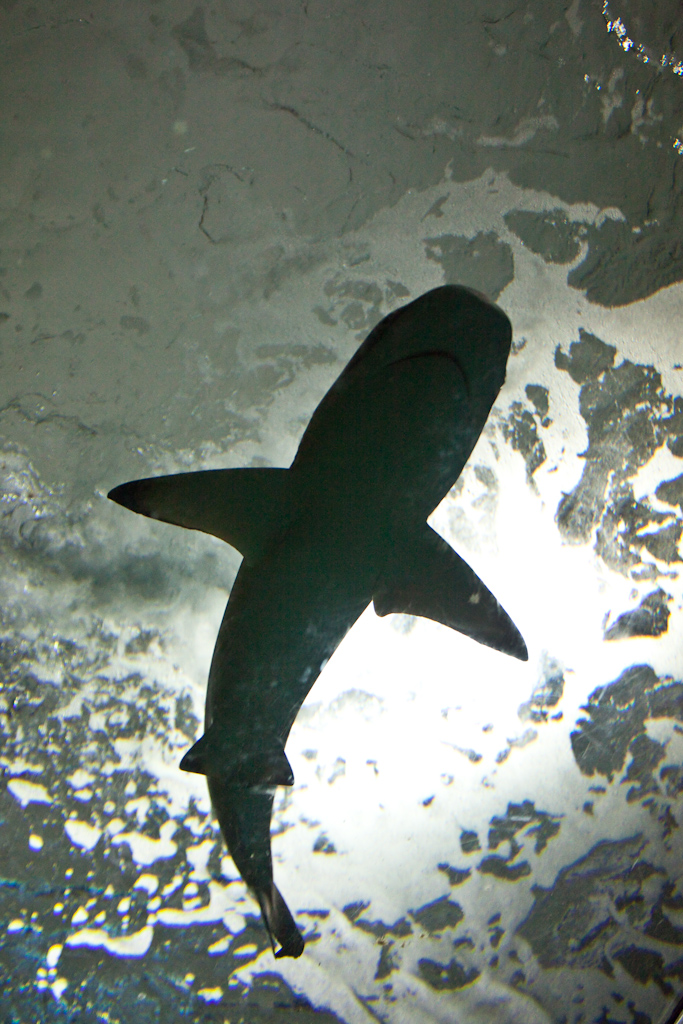 IMG_0943.jpg - requin sur nos têtes (j'ignore si c'est à pointe blanche ou noire je le vois de dessous)