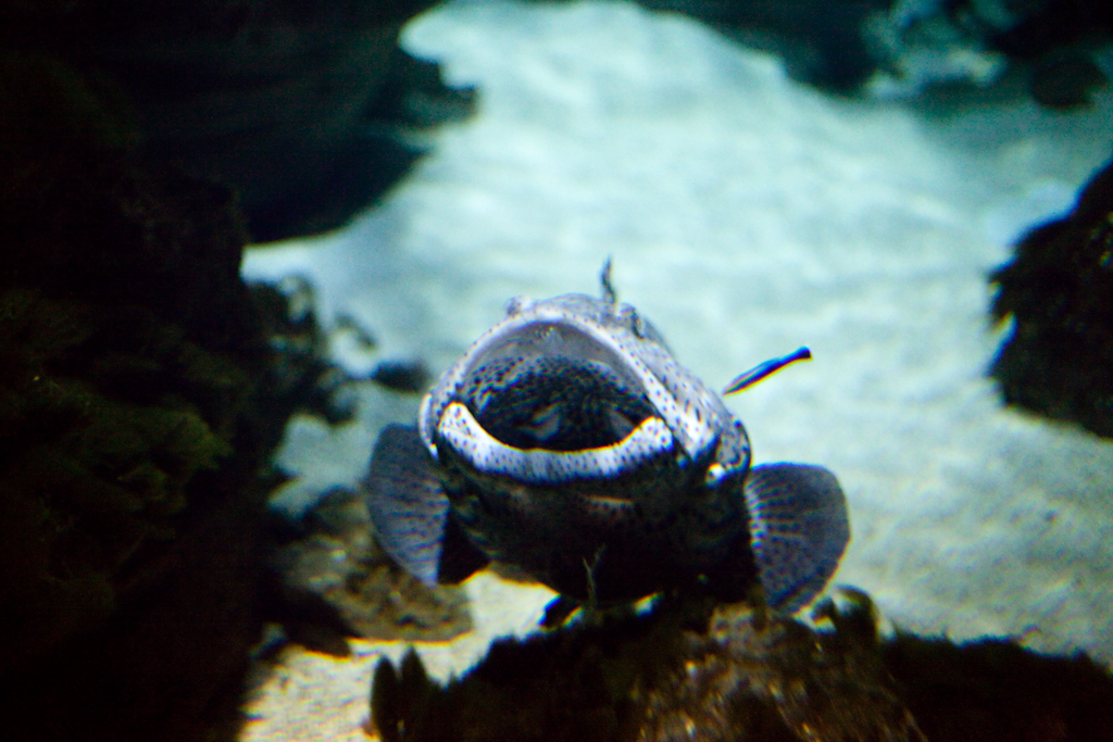 IMG_0983.jpg - Mérou brun (Epinephelus marginatus).